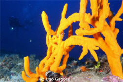A sponge, Axinella Polypoides, Tavolara Park, Sardinia by Ugo Gaggeri 